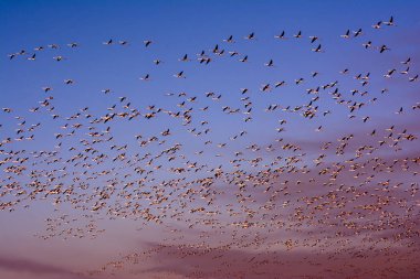 Güneş doğarken uçan pembe flamingo Kuşlar sürüsü