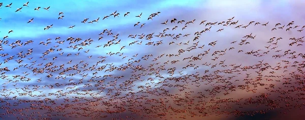 Schwarm rosafarbener Flamingos fliegt bei Sonnenaufgang — Stockfoto