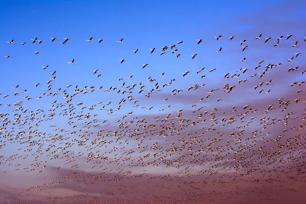 Bandada de aves flamencas rosadas que vuelan al amanecer — Foto de Stock