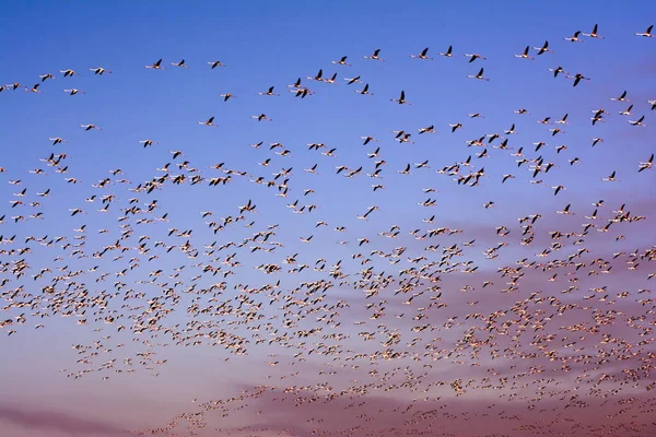 一群粉红色的火烈鸟鸟在日出时飞翔 — 图库照片
