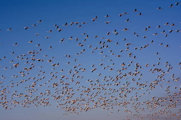 Flock of pink flamingo birds flying at sunrise — Stock Photo, Image