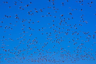 Güneş doğarken uçan pembe flamingo Kuşlar sürüsü