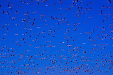 Güneş doğarken uçan pembe flamingo Kuşlar sürüsü
