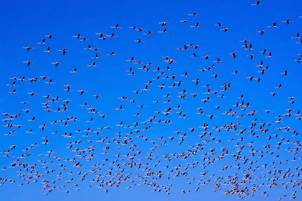 Зграя рожевих птахів фламінго, що літають на сході сонця — стокове фото