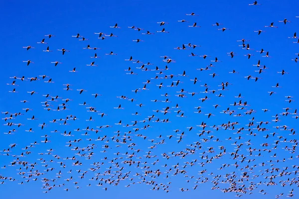 Rebanho de pássaros flamingo rosa voando ao nascer do sol — Fotografia de Stock