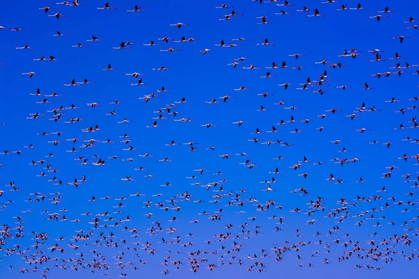Зграя рожевих птахів фламінго, що літають на сході сонця — стокове фото