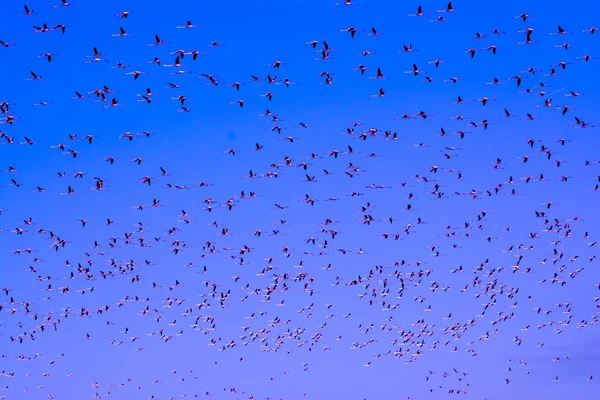 Rebanho de pássaros flamingo rosa voando ao nascer do sol — Fotografia de Stock