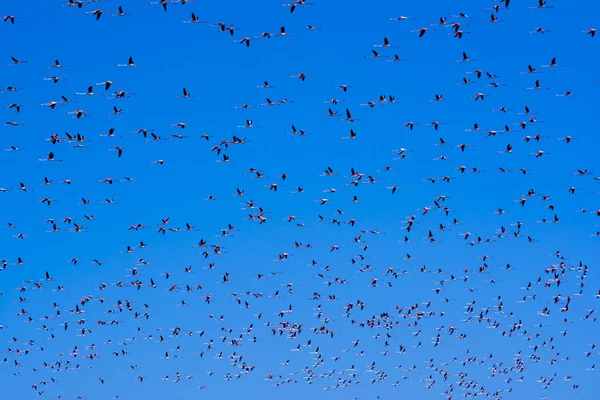 Κοπάδι των ροζ φλαμίνγκο πουλιά που πετούν στο sunrise — Φωτογραφία Αρχείου