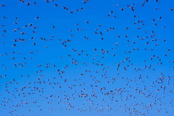 Rebanho de pássaros flamingo rosa voando ao nascer do sol — Fotografia de Stock