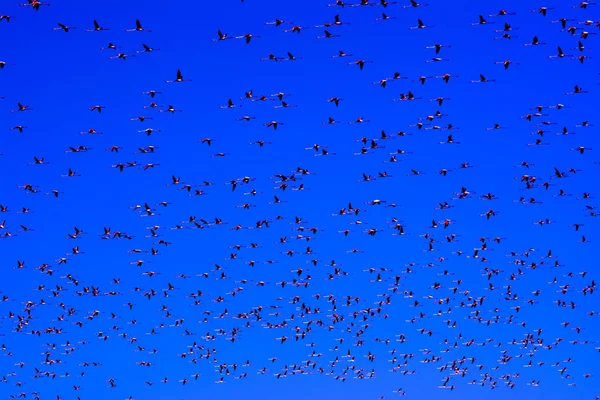 Flock a pink flamingo madarak repülő napkeltekor — Stock Fotó