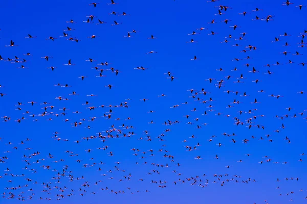 一群粉红色的火烈鸟鸟在日出时飞翔 — 图库照片