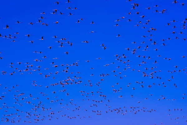 Bandada de aves flamencas rosadas que vuelan al amanecer — Foto de Stock