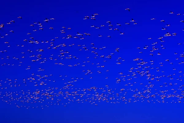 Güneş doğarken uçan pembe flamingo Kuşlar sürüsü — Stok fotoğraf