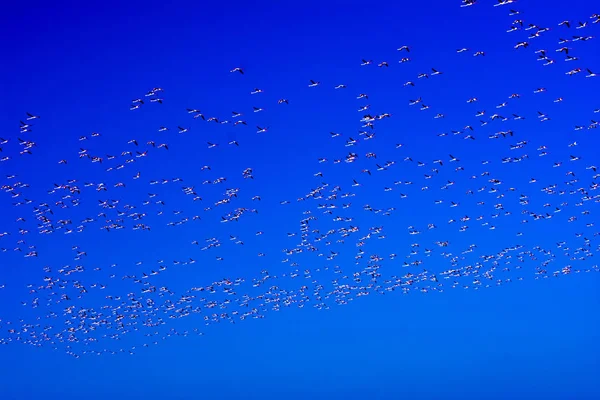 Flock a pink flamingo madarak repülő napkeltekor — Stock Fotó