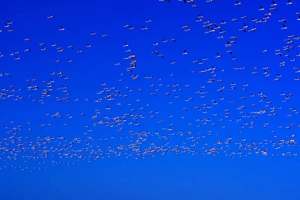 Flock a pink flamingo madarak repülő napkeltekor — Stock Fotó