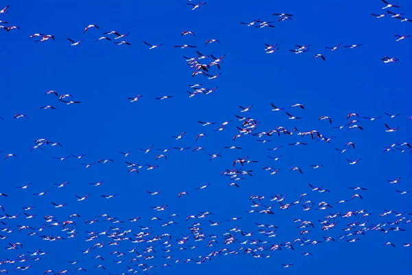 Schwarm rosafarbener Flamingos fliegt bei Sonnenaufgang — Stockfoto