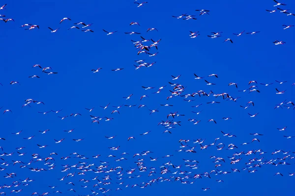 Güneş doğarken uçan pembe flamingo Kuşlar sürüsü — Stok fotoğraf