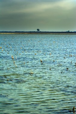 Marsh gündoğumu su dolu manzara