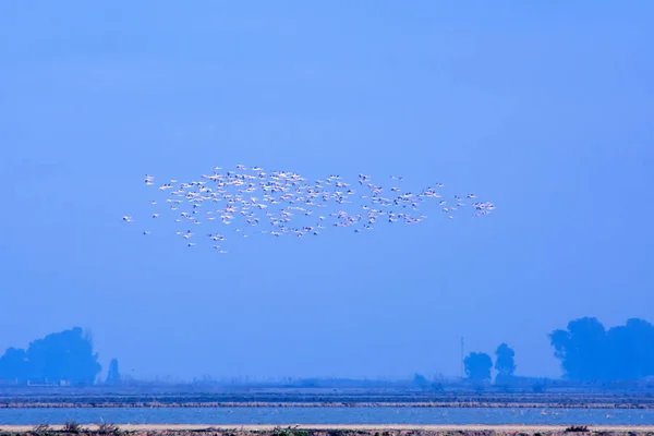 Flock of pink flamingo birds flying at sunrise — Stock Photo, Image