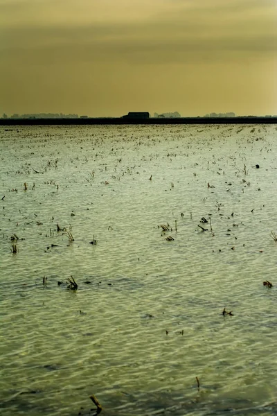 Sumpflandschaft voller Wasser bei Sonnenaufgang — Stockfoto