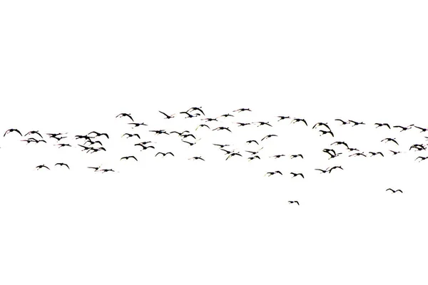 Güneş doğarken uçan pembe flamingo Kuşlar sürüsü — Stok fotoğraf