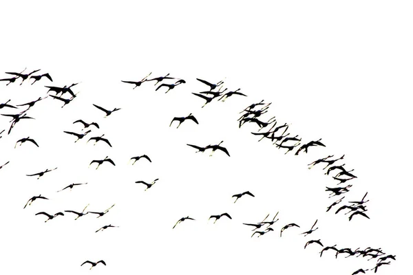 Troupeau d'oiseaux flamants roses volant au lever du soleil — Photo