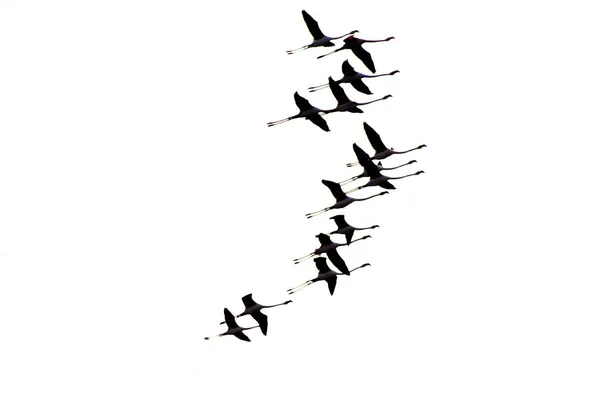 Bandada de aves flamencas rosadas que vuelan al amanecer — Foto de Stock