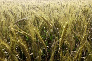 Buğday alan gündoğumu güneşli bir günde
