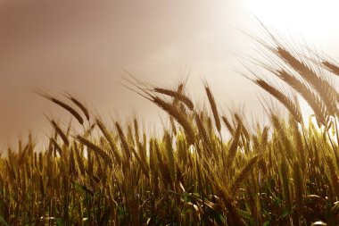 Buğday alan gündoğumu güneşli bir günde