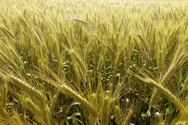 Campo de trigo al amanecer en un día soleado —  Fotos de Stock