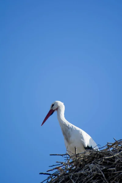 Storch im Nest an einem sonnigen Wintertag — Stockfoto