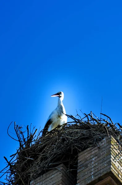 在一个阳光灿烂的冬日里,鹤在它的巢中筑巢 — 图库照片