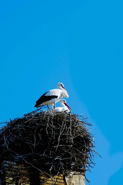 Storch im Nest an einem sonnigen Wintertag — Stockfoto