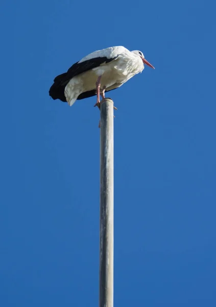 화창 한 겨울날 가로등 기둥에 앉아 있는 황새 — 스톡 사진