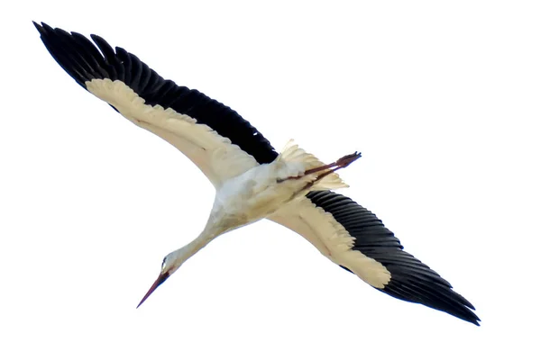 Storks on flight on a sunny winter day — Stock Photo, Image