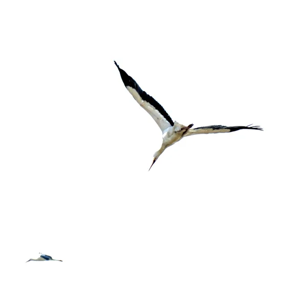 Cigüeñas en vuelo en un soleado día de invierno — Foto de Stock