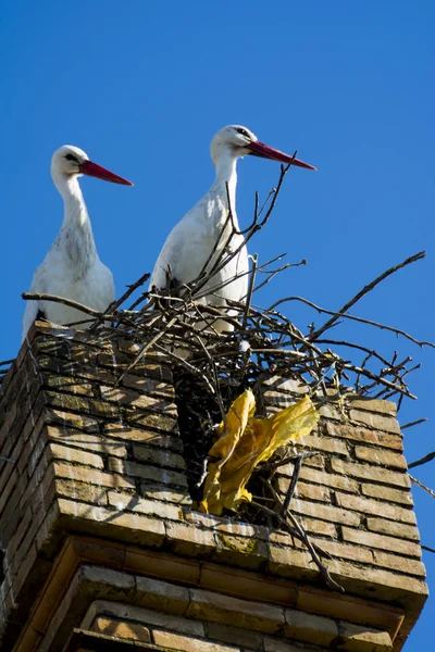 Cigüeñas en su nido en un soleado día de invierno — Foto de Stock