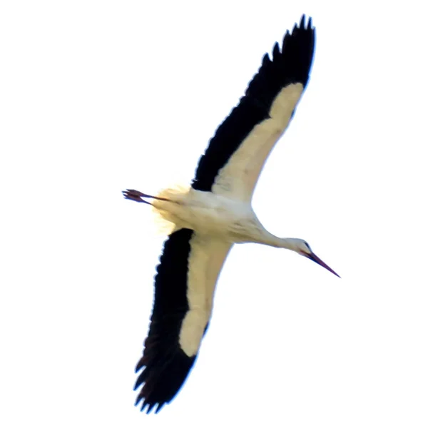 Storks on flight on a sunny winter day — Stock fotografie