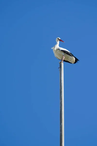 Cigüeña posada en la parte superior de un asta de la bandera en un día soleado de invierno — Foto de Stock