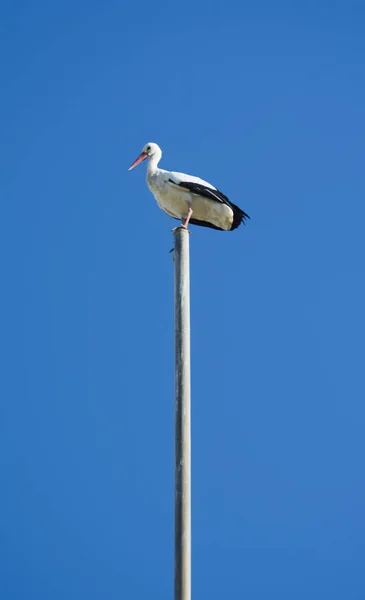 Cigüeña posada en la parte superior de un asta de la bandera en un día soleado de invierno — Foto de Stock