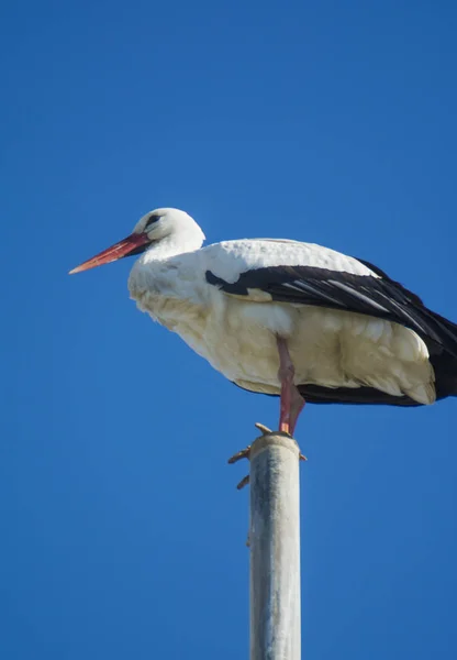 Storch thront an einem sonnigen Wintertag auf einem Fahnenmast — Stockfoto