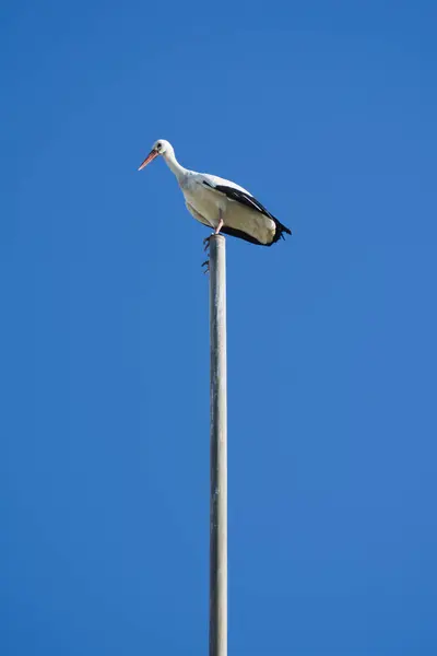 Cigüeña posada en la parte superior de un asta de la bandera en un día soleado de invierno — Foto de Stock