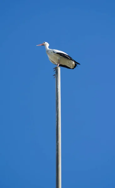在一个阳光灿烂的冬日，斯托克栖息在旗杆顶上 — 图库照片