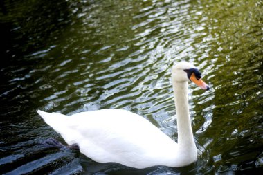 güzel beyaz kuğu gölde