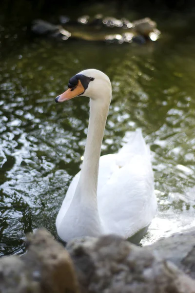 Beautiful White Swan Lake — Stock Photo, Image