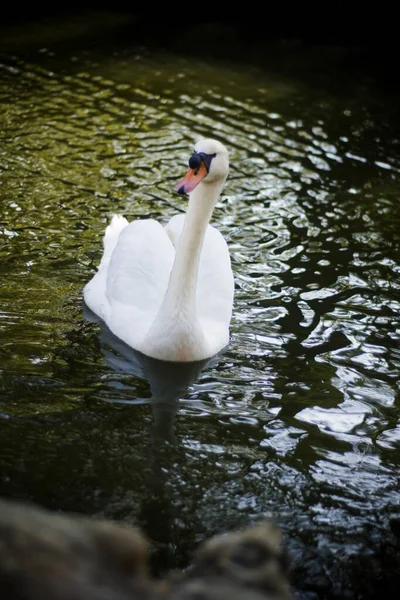 Beautiful White Swan Lake — Stock Photo, Image