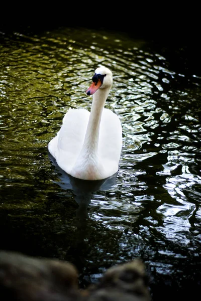 หงส ขาวท สวยงามบนทะเลสาบ — ภาพถ่ายสต็อก