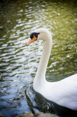 güzel beyaz kuğu gölde
