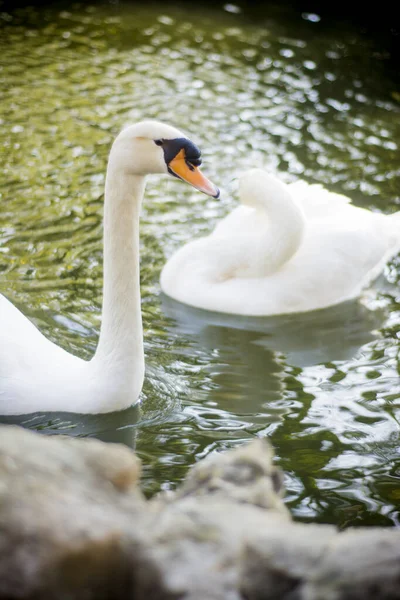 Красивые Белые Лебеди Озере — стоковое фото