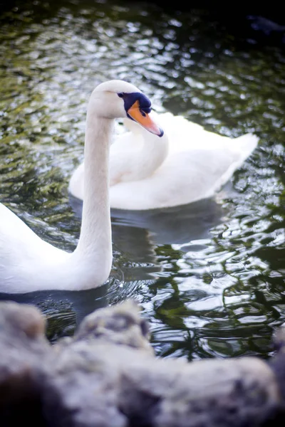 Hermosos Cisnes Blancos Lago —  Fotos de Stock